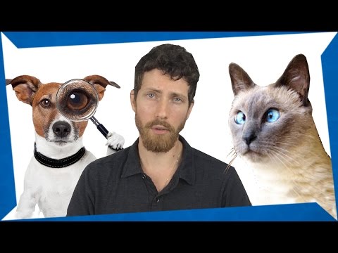 Are Pets Vegan? Dog-matic Vegans Say No | +What Pets Can You Feed Vegan?!)