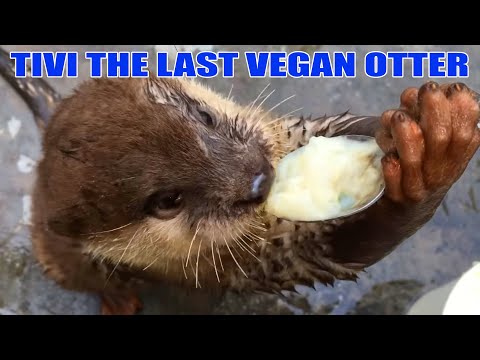 Pet Otter Shouldn't Be Vegan